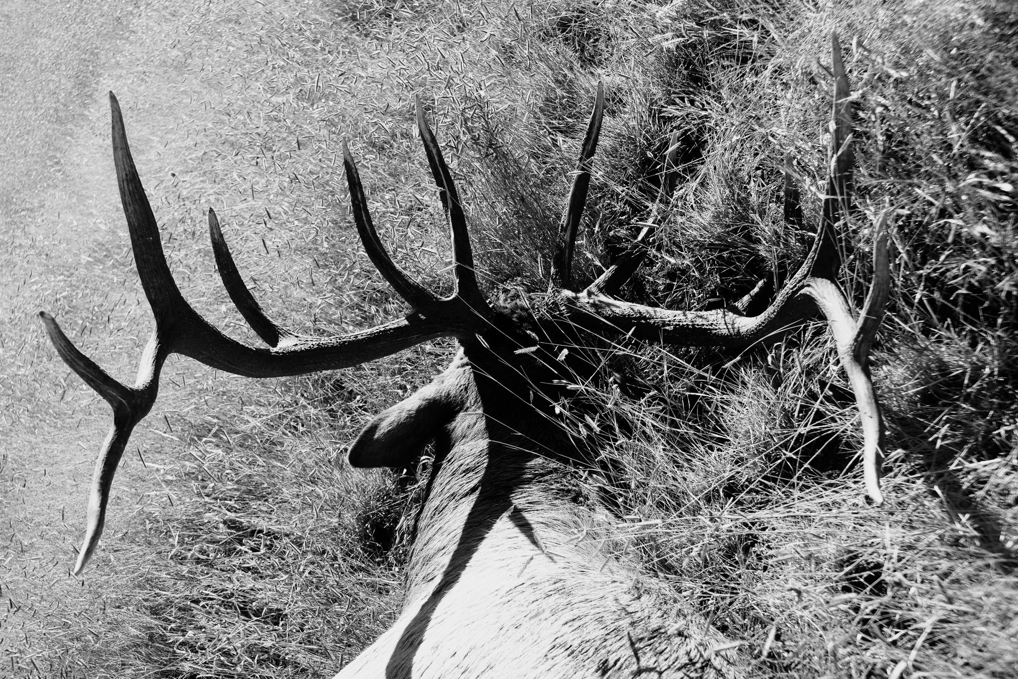 Premier New Mexico Elk Hunt Giveaway