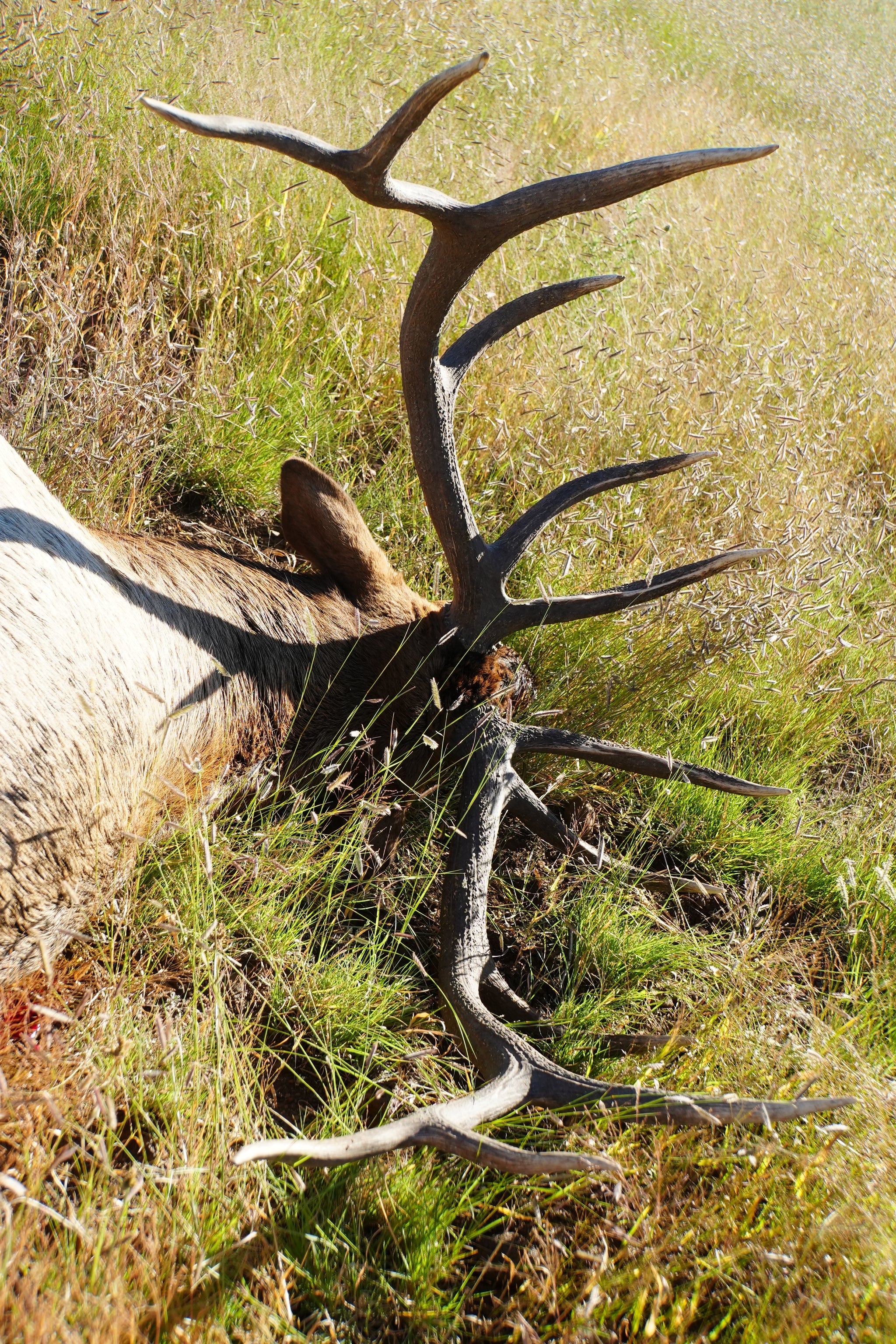 Premier New Mexico Elk Hunt Giveaway
