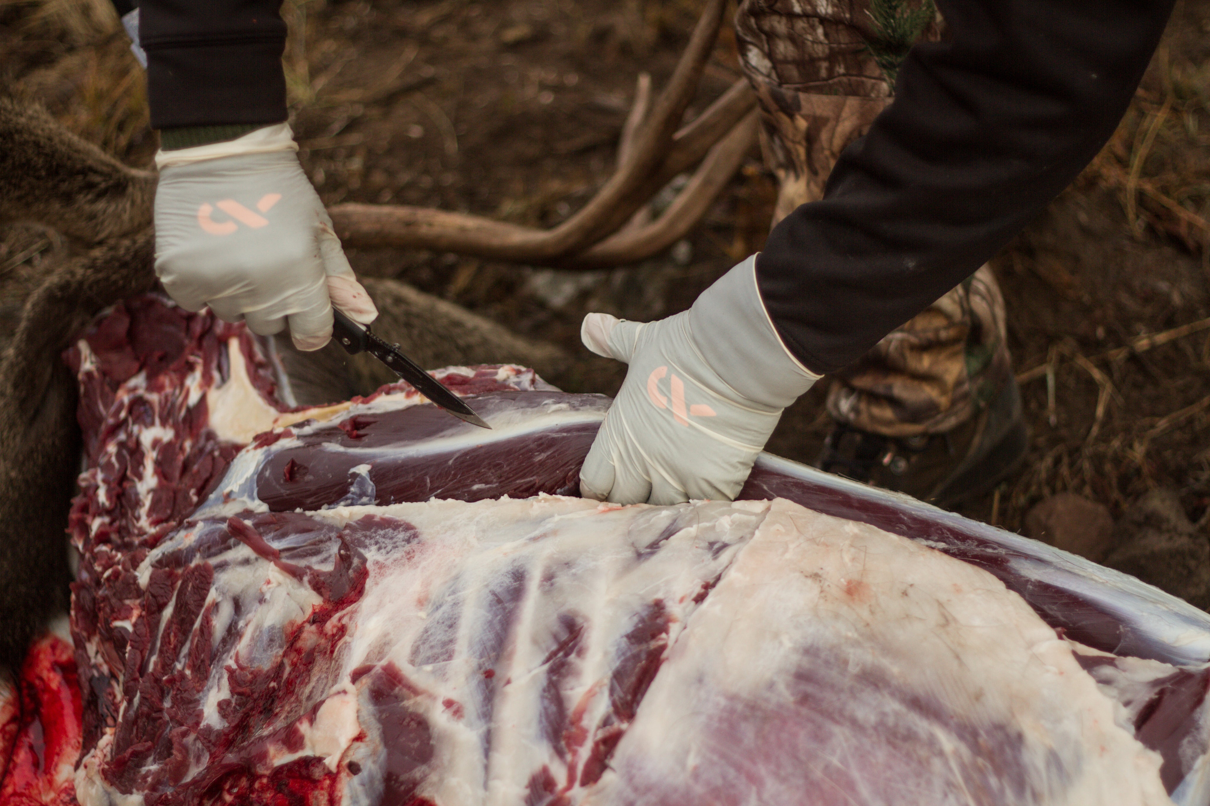 How to Remove a Tenderloin - Gutless Method