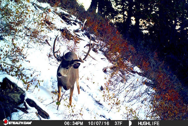 FREAK MULEY BUCK ON OUR TRAIL CAM