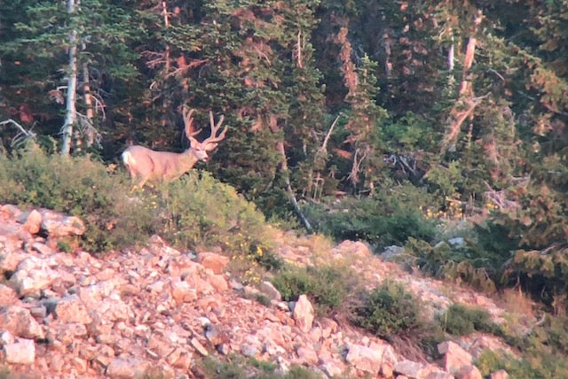 BOW HUNTING THE HIGH COUNTRY
