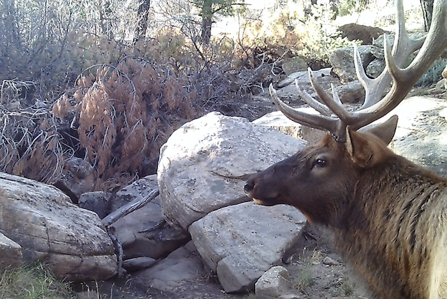 SCOUTING FOR DADS ELK HUNT