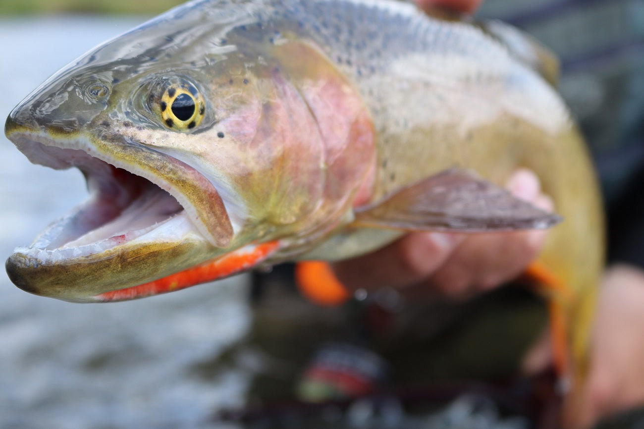 Big Yellowstone Cutthroat Eating Hopper Dry Flies