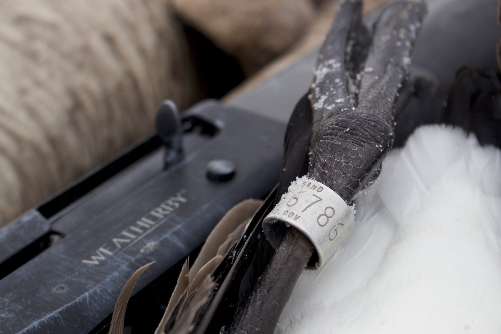 SHOOTING A BANDED GOOSE