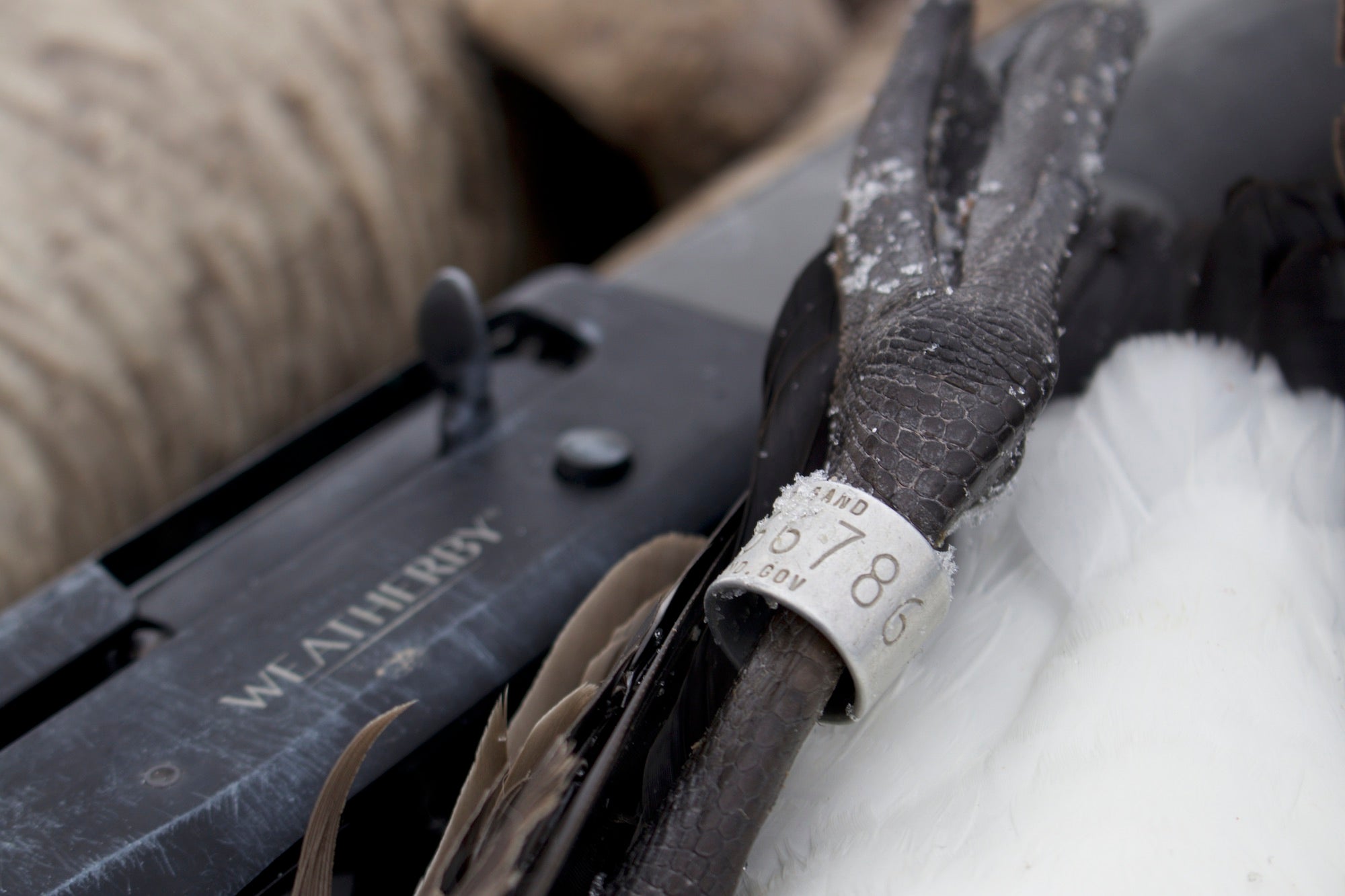 SHOOTING A BANDED GOOSE