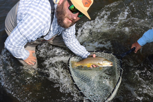 Brown Trout on the Henry's Fork 