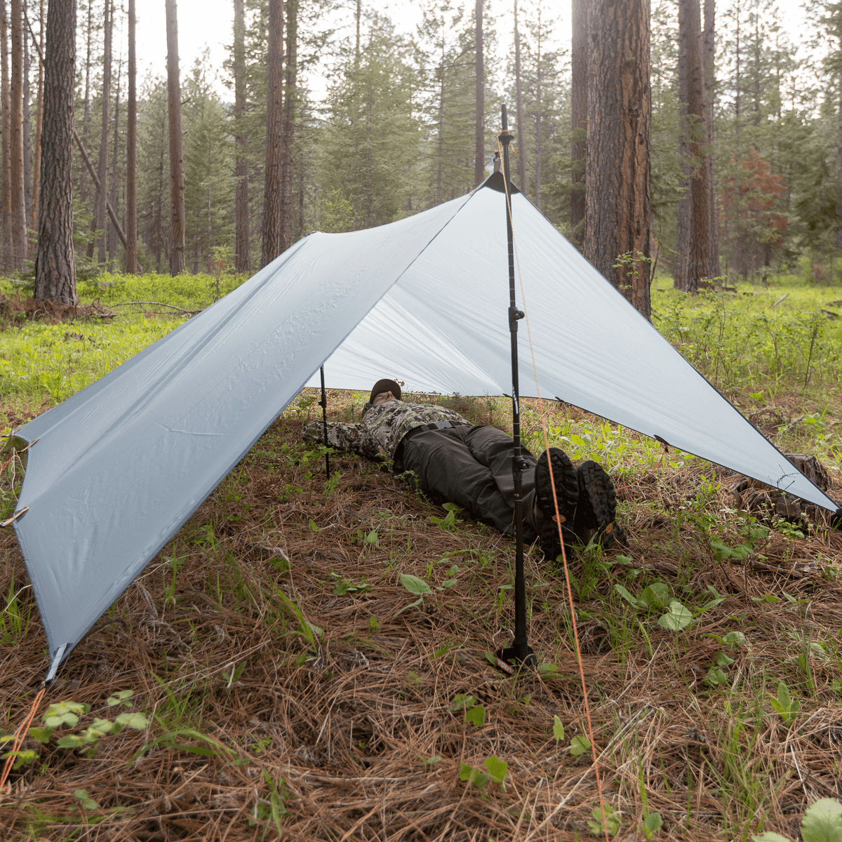 Argali Talus Tarp