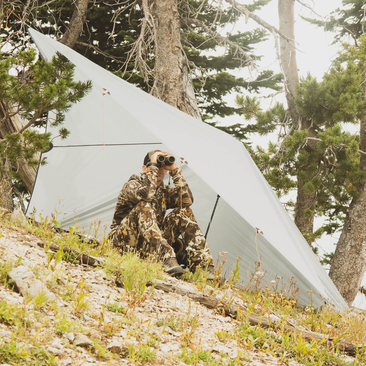 Argali Talus Tarp